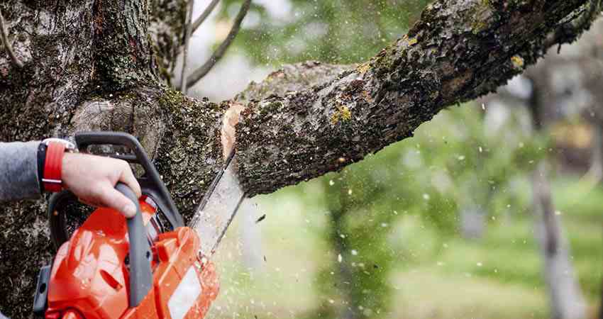 Abbattimento Alberi Catania